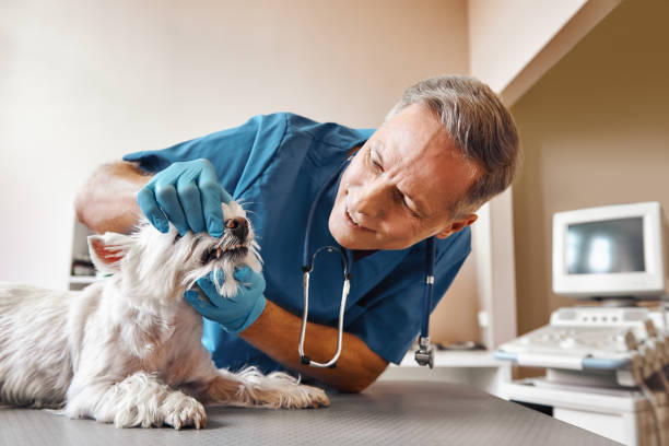 Best Same-Day Emergency Dentist in Gainesville, TX